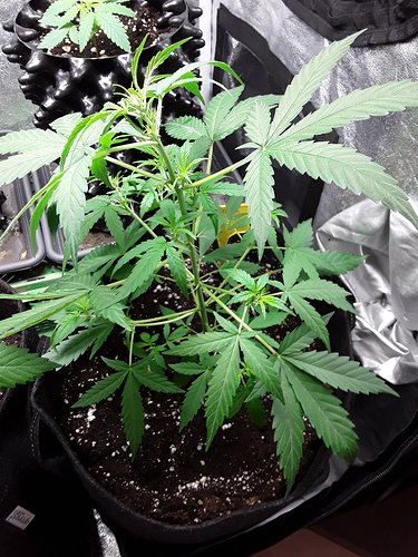 Growreport Bild 3