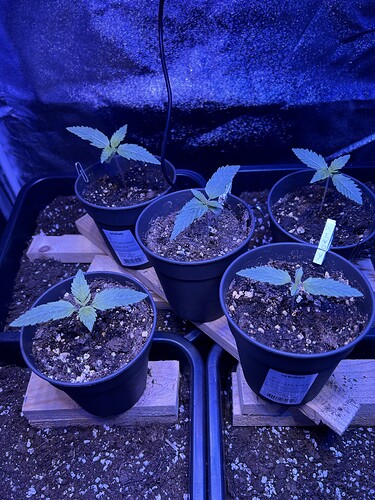 Growreport Bild 4