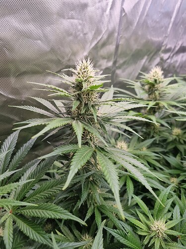 Growreport Bild 3