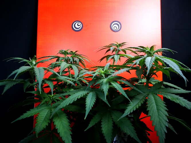 Growreport Bild 3