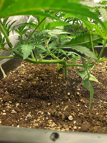 Growreport Bild 3