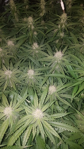 Growreport Bild 11