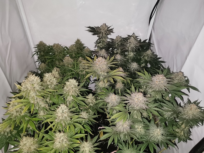 Growreport Bild 2