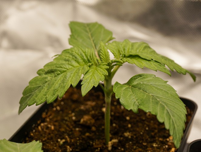 Growreport Bild 9