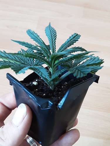 Growreport Bild 28