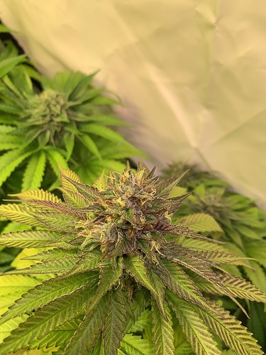 Growreport Bild 8