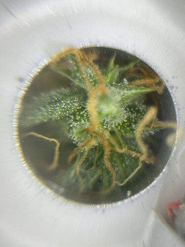 Growreport Bild 19