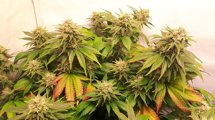 Growreport Bild 12