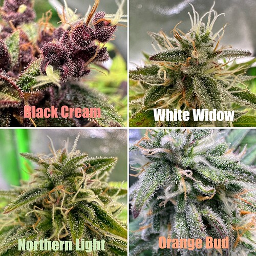 Growreport Bild 52