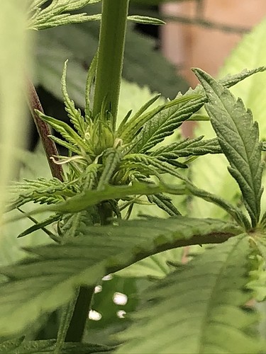 Growreport Bild 8
