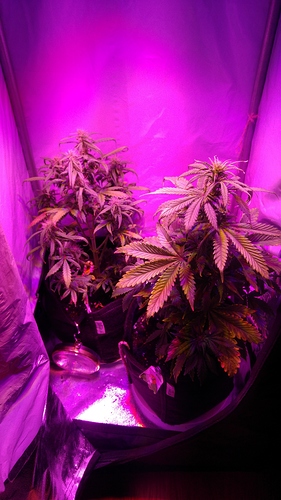 Growreport Bild 3