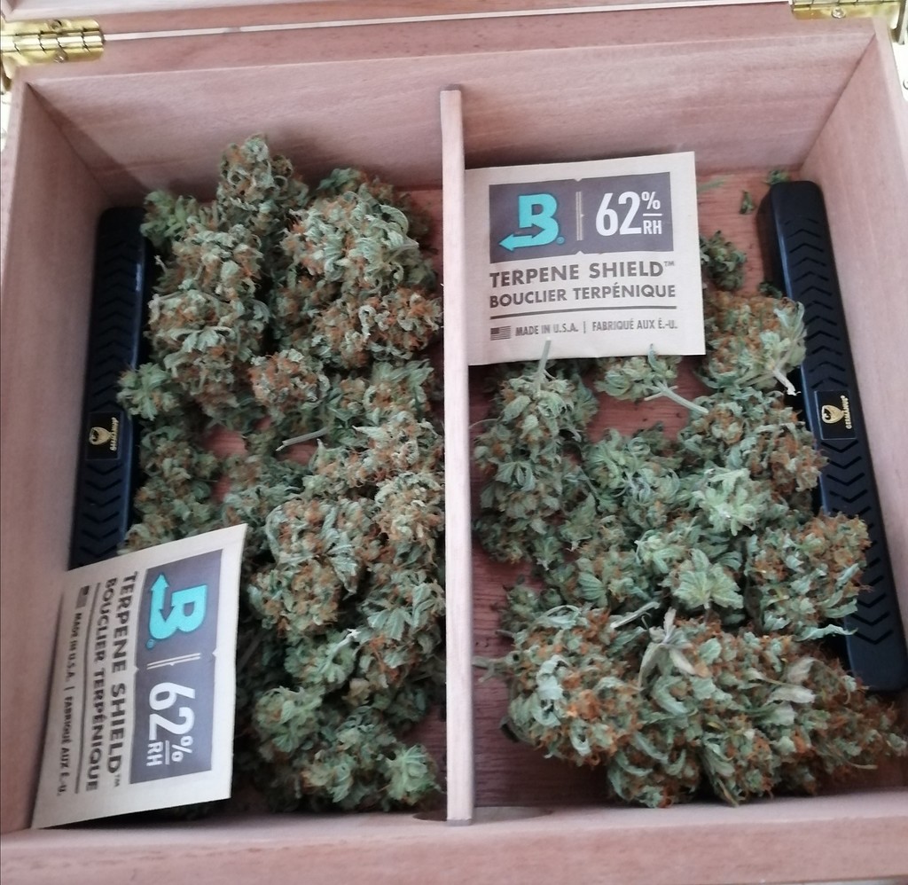 Mein erster Indoor Grow: 60W LED mit 1x Amnesia Haze