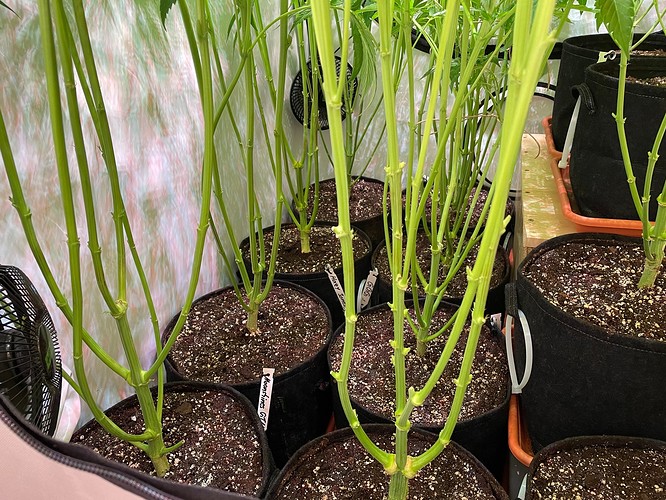 Growreport Bild 1
