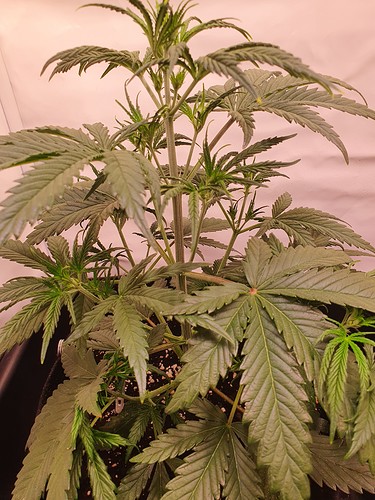 Growreport Bild 4