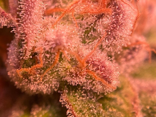 Growreport Bild 15