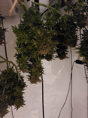Growreport Bild 3