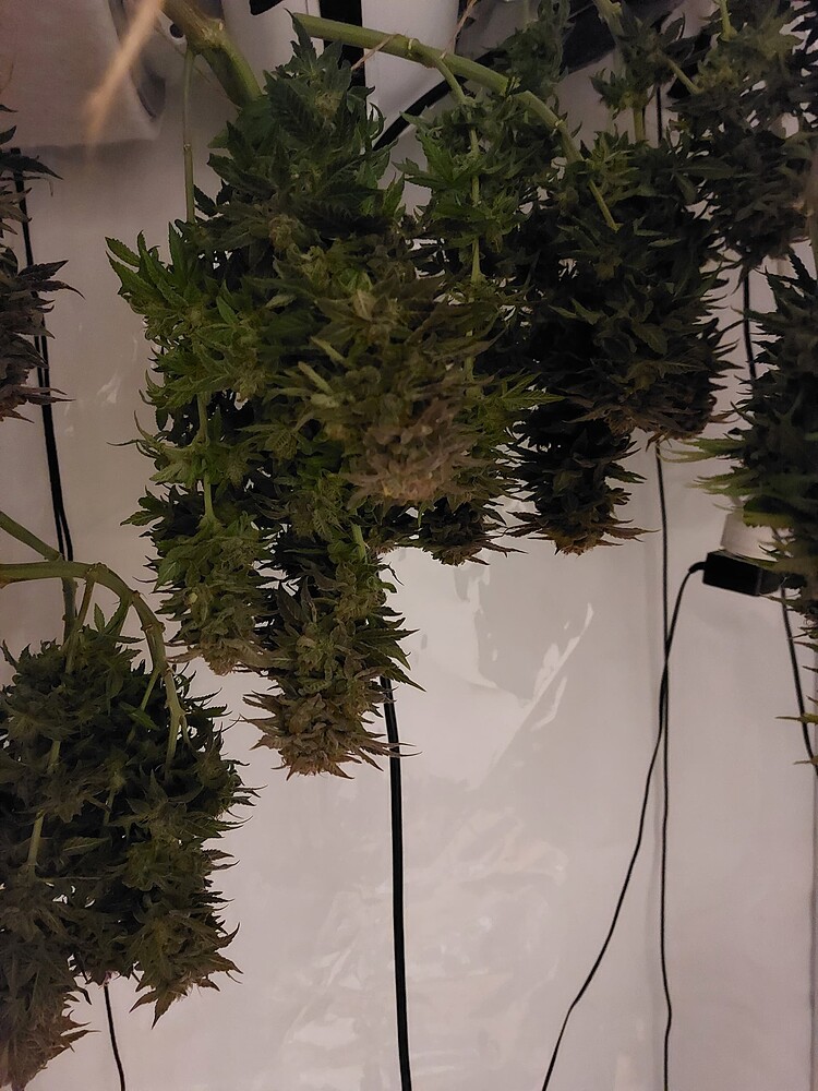 3. Indoor Grow / 1qm mit 2x Sanlight Evo 3-100 und 4x Northern Lights