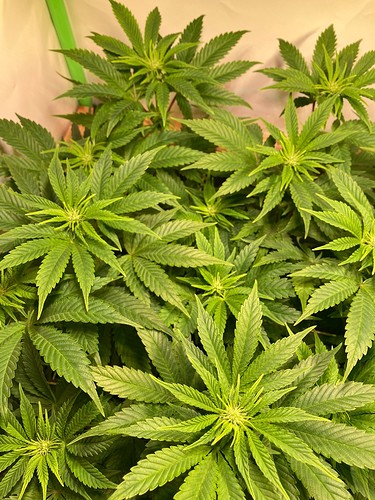 Growreport Bild 2