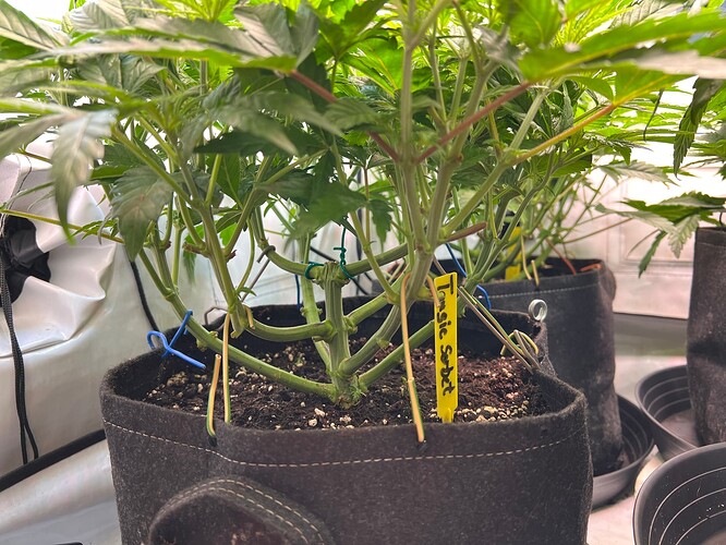 Growreport Bild 8