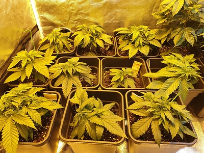Growreport Bild 6