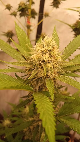Growreport Bild 7