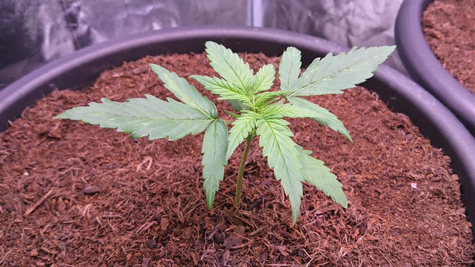 Growreport Bild 2