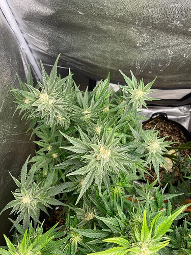 Growreport Bild 5
