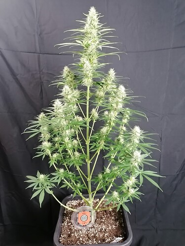 Growreport Bild 29