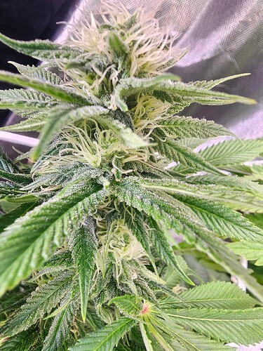 Growreport Bild 1