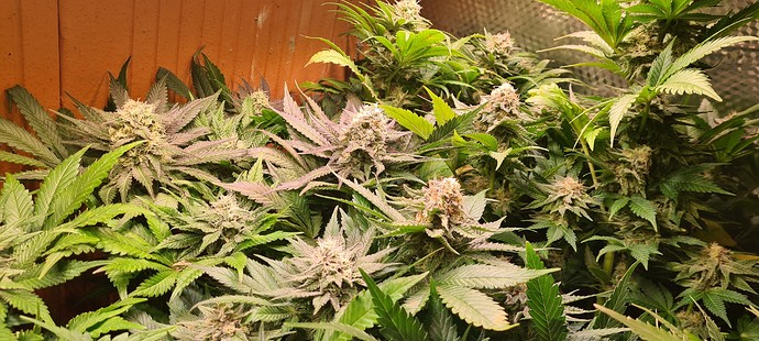 Mehrere blühende Cannabispflanzen mit dichten Blütenständen und einigen violetten Blättern.