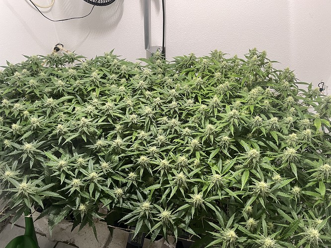 Growreport Bild 12
