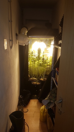 Growreport Bild 8