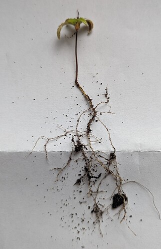 Growreport Bild 29