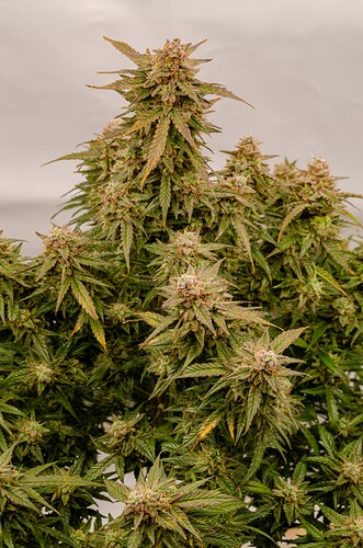 Growreport Bild 15