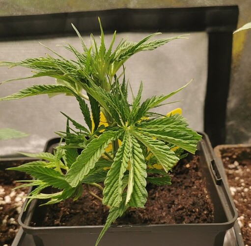 Growreport Bild 9