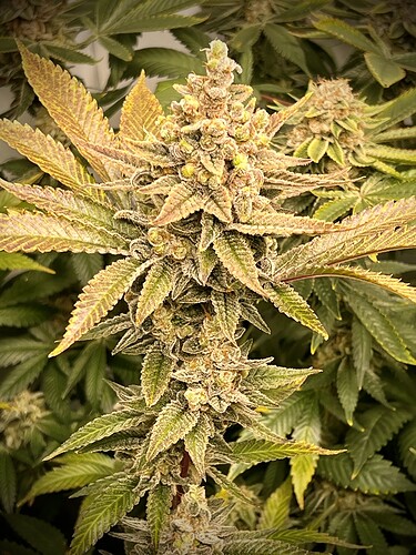Growreport Bild 17