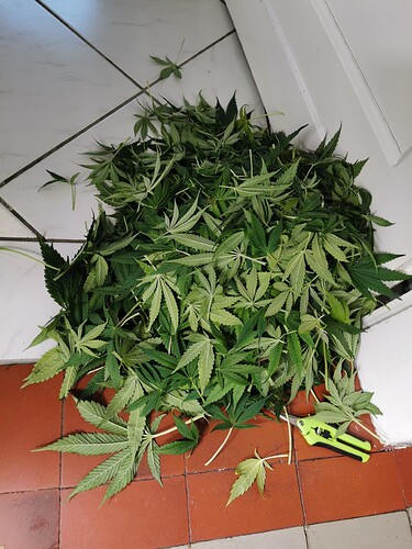 Growreport Bild 1