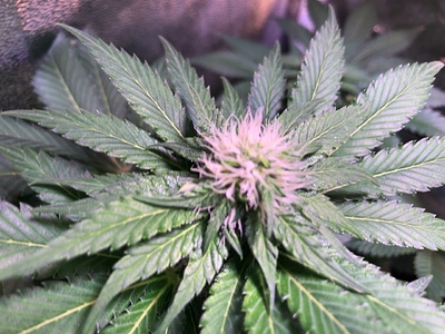 Growreport Bild 36