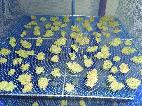 Growreport Bild 17