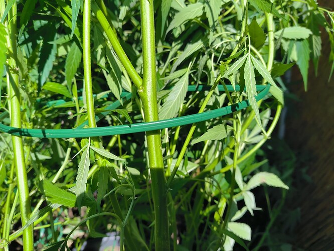 Growreport Bild 10