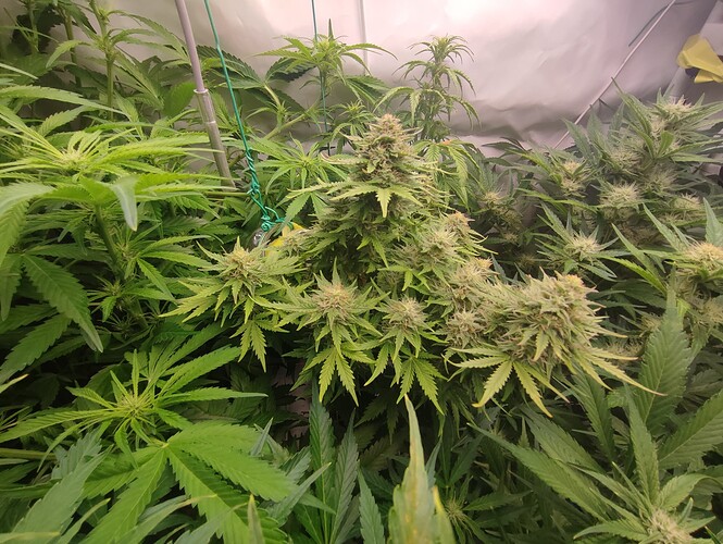 Growreport Bild 70