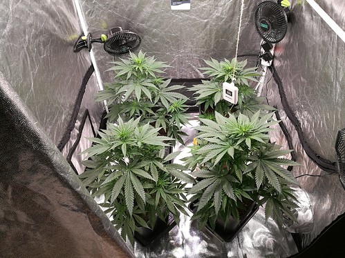 Growreport Bild 5