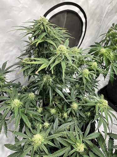 Growreport Bild 3