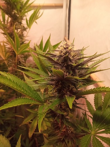 Growreport Bild 37
