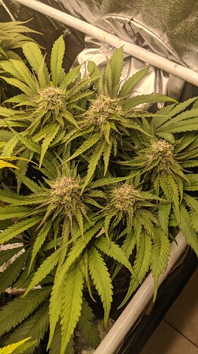 IMG_20240117_074159_971