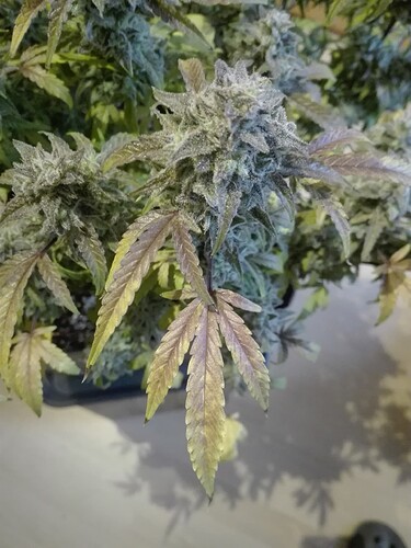 Growreport Bild 11