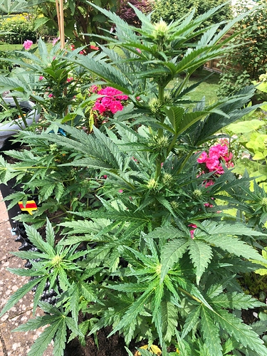 Growreport Bild 3