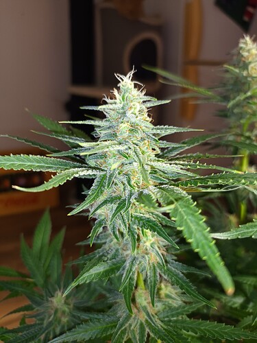 Growreport Bild 3