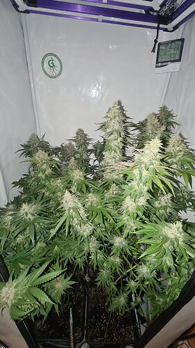 Growreport Bild 5