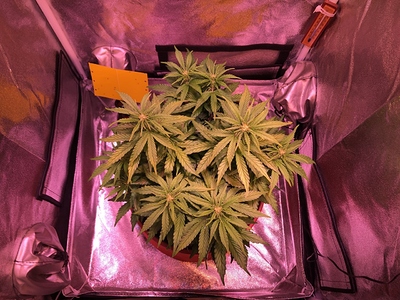 Growreport Bild 1